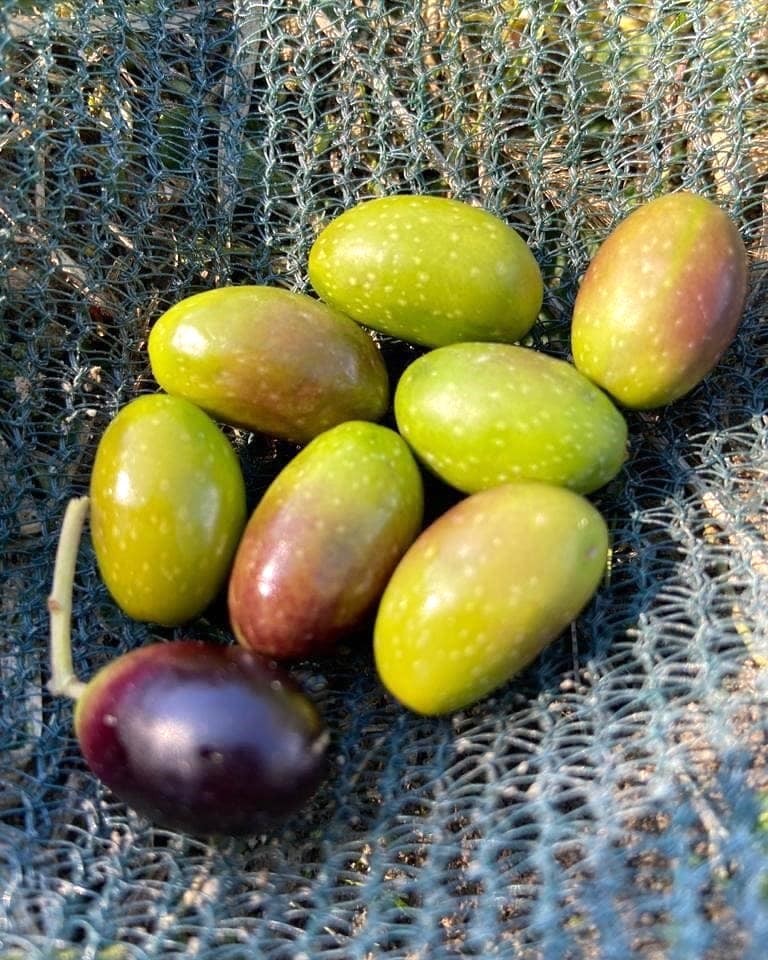 olive-olio-extravergine